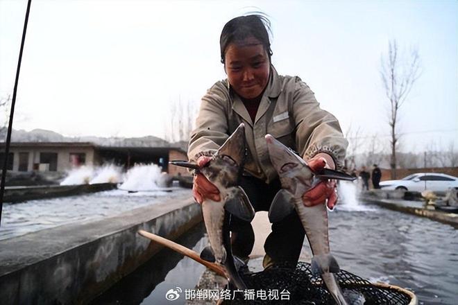 kaiyun：太行深处鱼跃“金”——看涉县如何让鲟鱼“游”出生态富民产业链(图2)