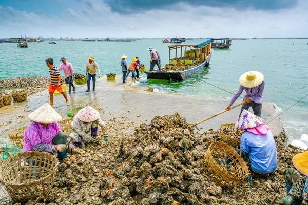 kaiyun入口：钦州市：践行“大食物观”建设“蓝色粮仓”(图3)