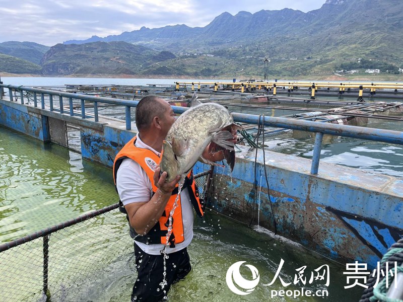 貴州：生態漁業“綠水生金”(图2)