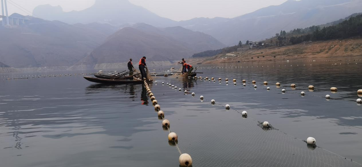 貴州：生態漁業“綠水生金”(图3)