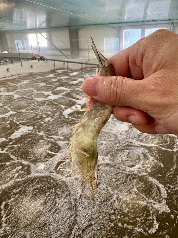 海水养对虾“游”上冬日餐桌(图2)