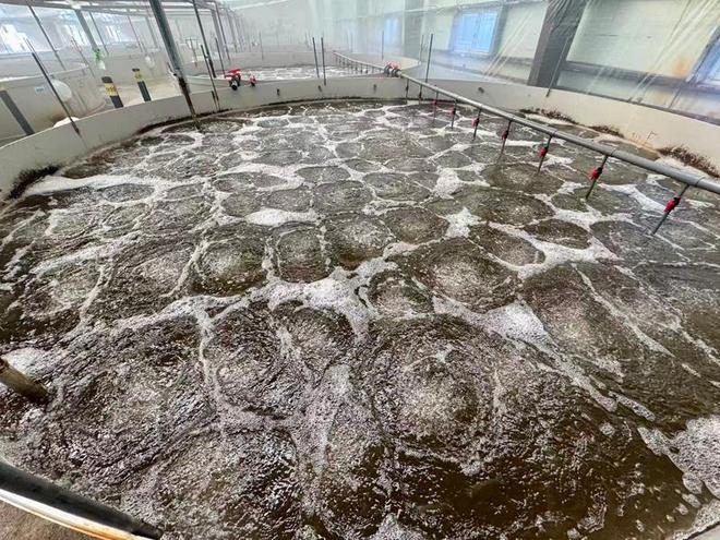 海水养对虾“游”上冬日餐桌(图3)