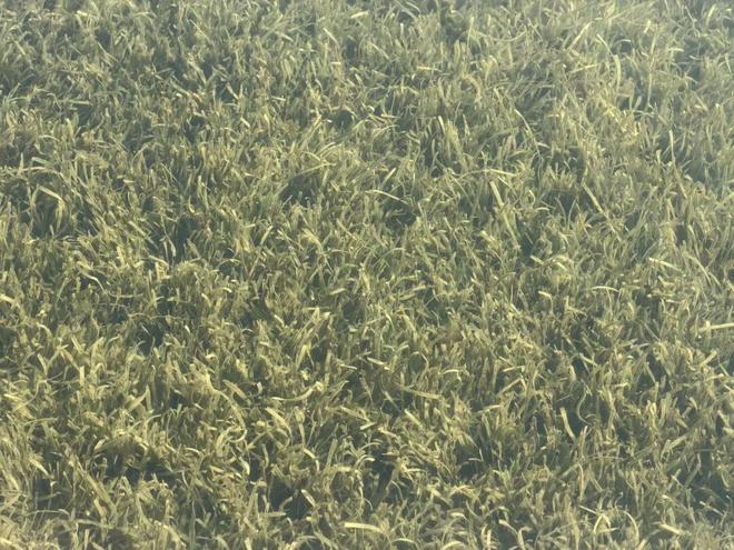 别人卷分数无锡“卷”水质！太湖这份成绩单太硬核(图7)