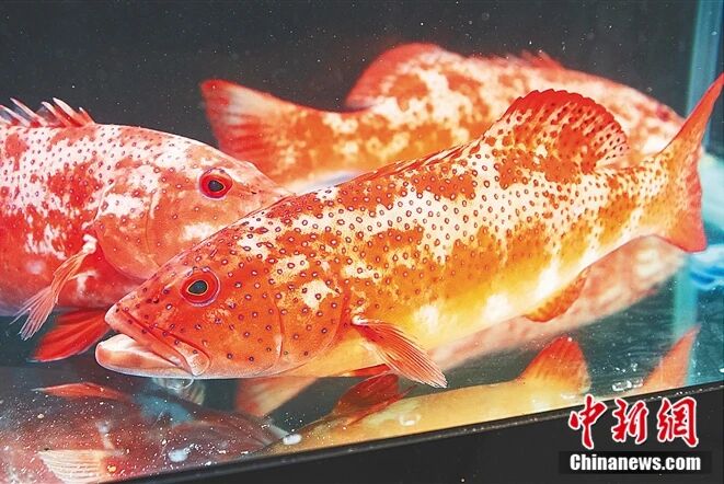 kaiyun入口：海南这座小城何以成为中国“东星斑之乡”？(图2)