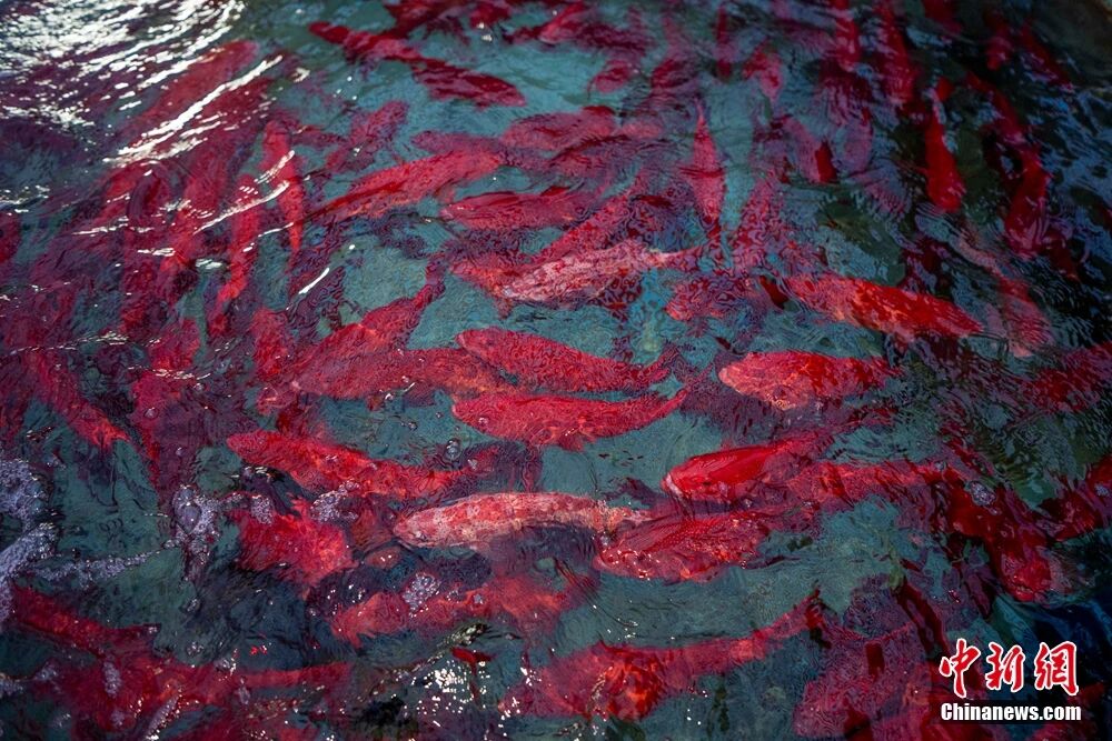 kaiyun入口：海南这座小城何以成为中国“东星斑之乡”？(图6)