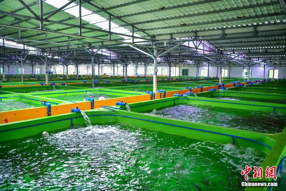 kaiyun入口：海南这座小城何以成为中国“东星斑之乡”？(图5)