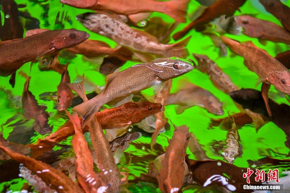 kaiyun入口：海南这座小城何以成为中国“东星斑之乡”？(图7)