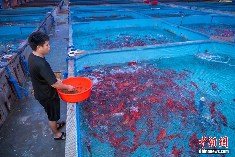 kaiyun入口：海南这座小城何以成为中国“东星斑之乡”？(图8)