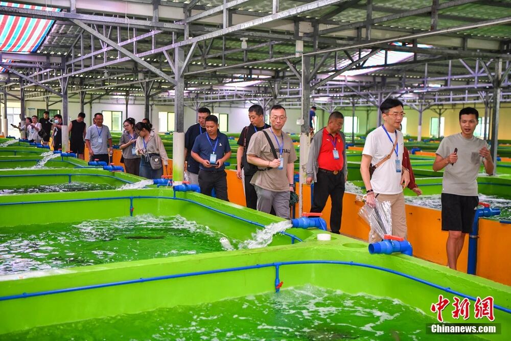 kaiyun入口：海南这座小城何以成为中国“东星斑之乡”？(图10)