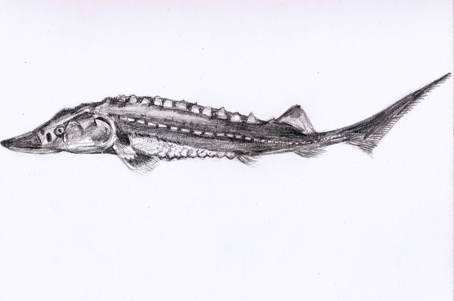 在长江“终点”守望生命“起点”：上海与一尾鲟的“生态之约”(图3)