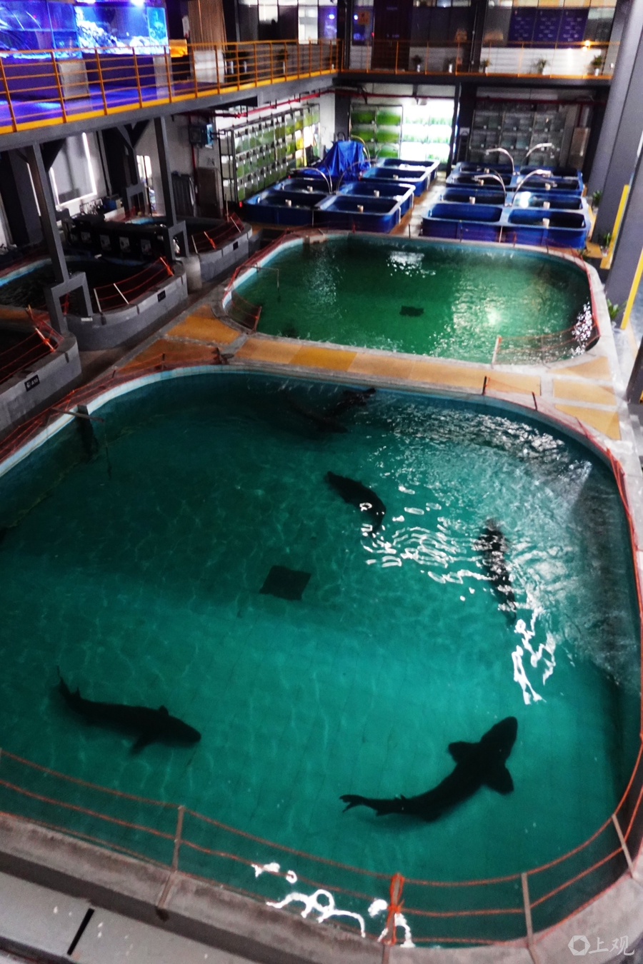 在长江“终点”守望生命“起点”：上海与一尾鲟的“生态之约”(图4)