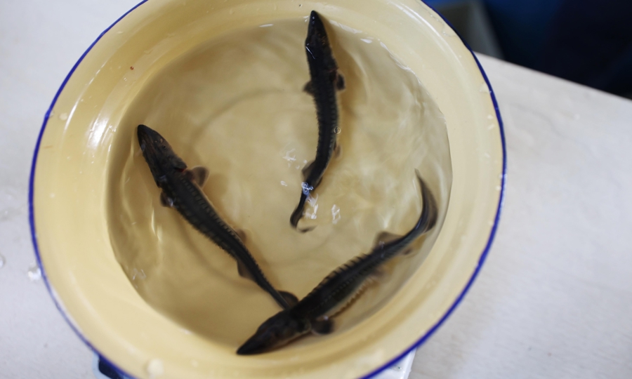 在长江“终点”守望生命“起点”：上海与一尾鲟的“生态之约”(图5)