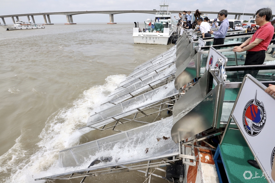 在长江“终点”守望生命“起点”：上海与一尾鲟的“生态之约”(图7)