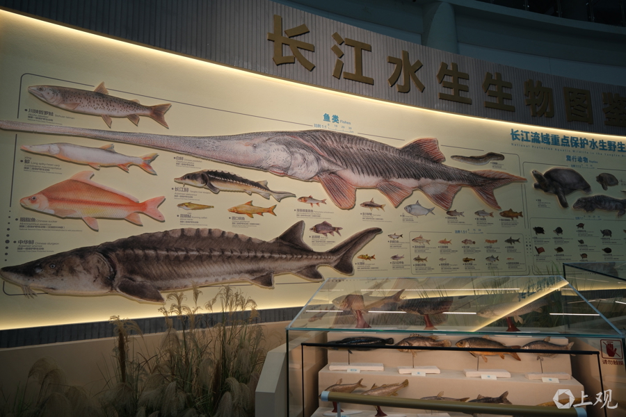 在长江“终点”守望生命“起点”：上海与一尾鲟的“生态之约”(图6)