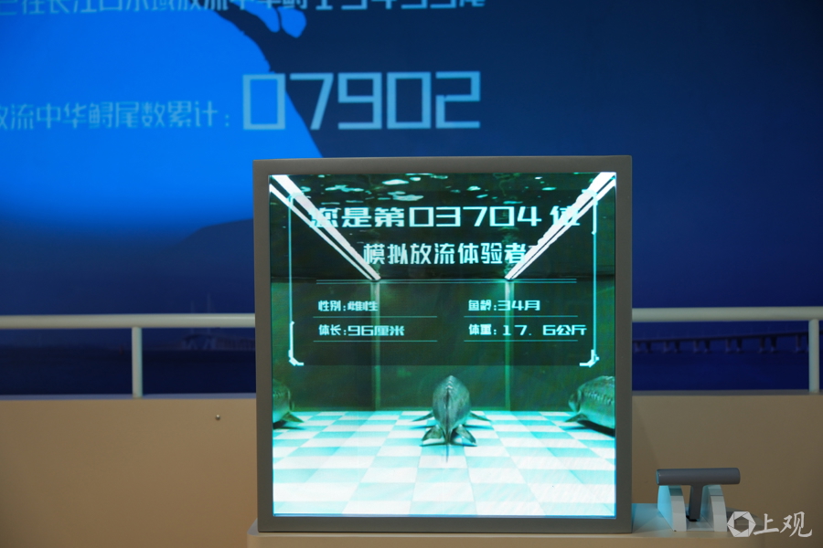 在长江“终点”守望生命“起点”：上海与一尾鲟的“生态之约”(图8)