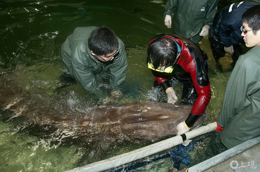在长江“终点”守望生命“起点”：上海与一尾鲟的“生态之约”(图9)