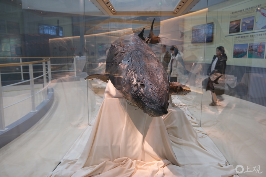 在长江“终点”守望生命“起点”：上海与一尾鲟的“生态之约”(图10)