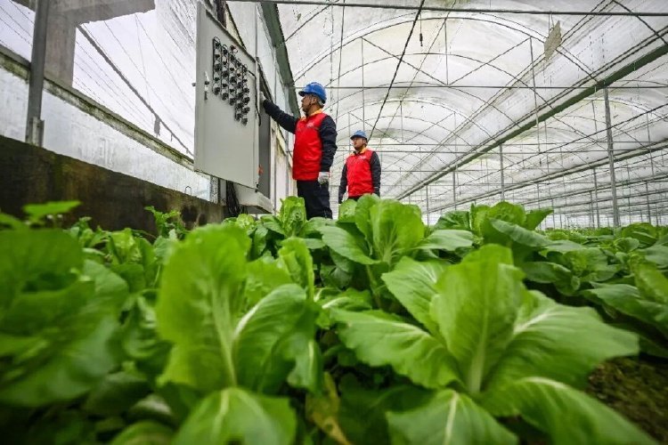 “菜篮子”里盛满了中国好日子(图2)