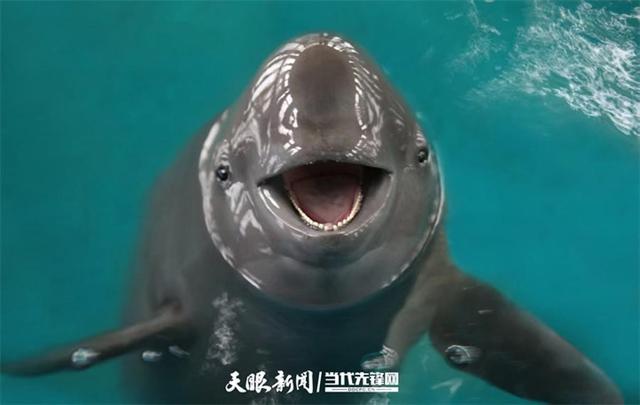 大江奔腾“国宝”归来(图8)