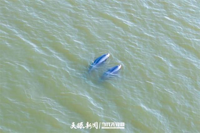 大江奔腾“国宝”归来(图11)