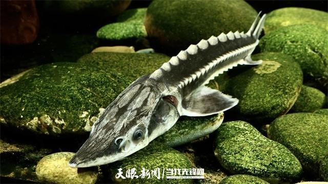 大江奔腾“国宝”归来(图2)