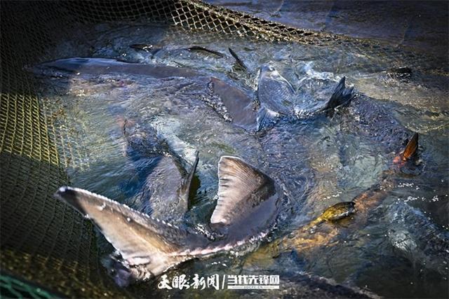 大江奔腾“国宝”归来(图6)