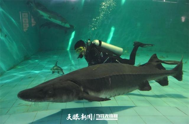 大江奔腾“国宝”归来(图21)