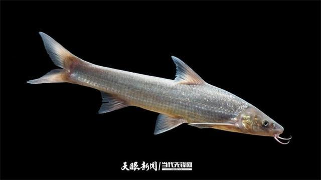 大江奔腾“国宝”归来(图18)