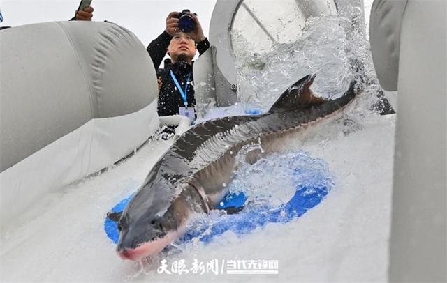 大江奔腾“国宝”归来(图15)