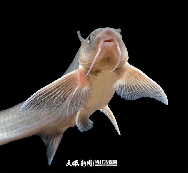 大江奔腾“国宝”归来(图17)