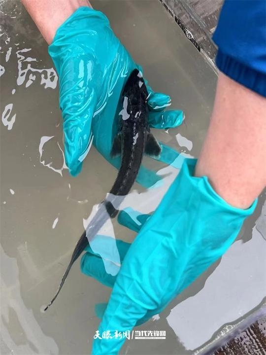 大江奔腾“国宝”归来(图22)