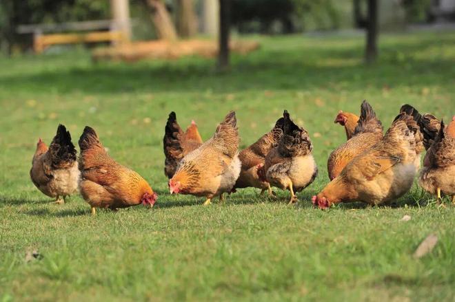 kaiyun入口：践行两会声音温氏股份以实干推动畜牧业高质量发展(图2)
