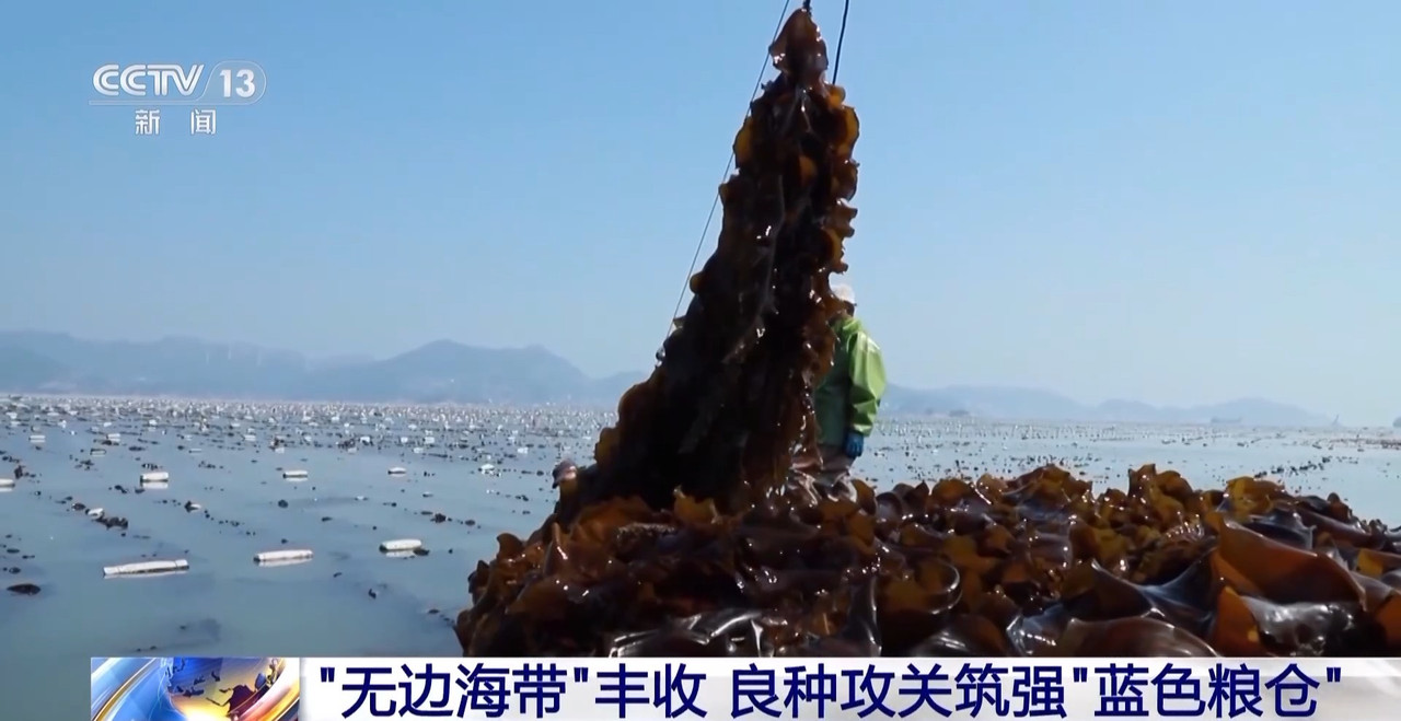 筑牢“蓝色粮仓”我国海洋渔业种源攻关连获突破(图3)