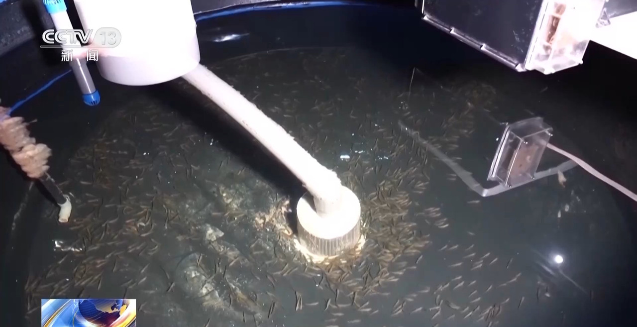 筑牢“蓝色粮仓”我国海洋渔业种源攻关连获突破(图6)