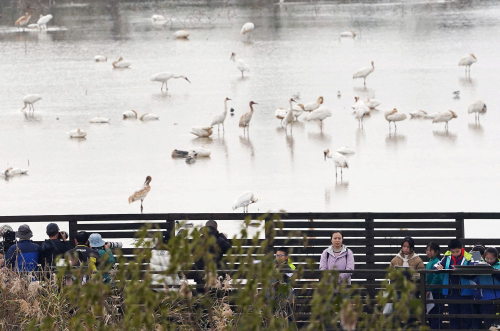 中非“双湖记”：鄱阳湖与维多利亚湖生态共治影像志(图6)