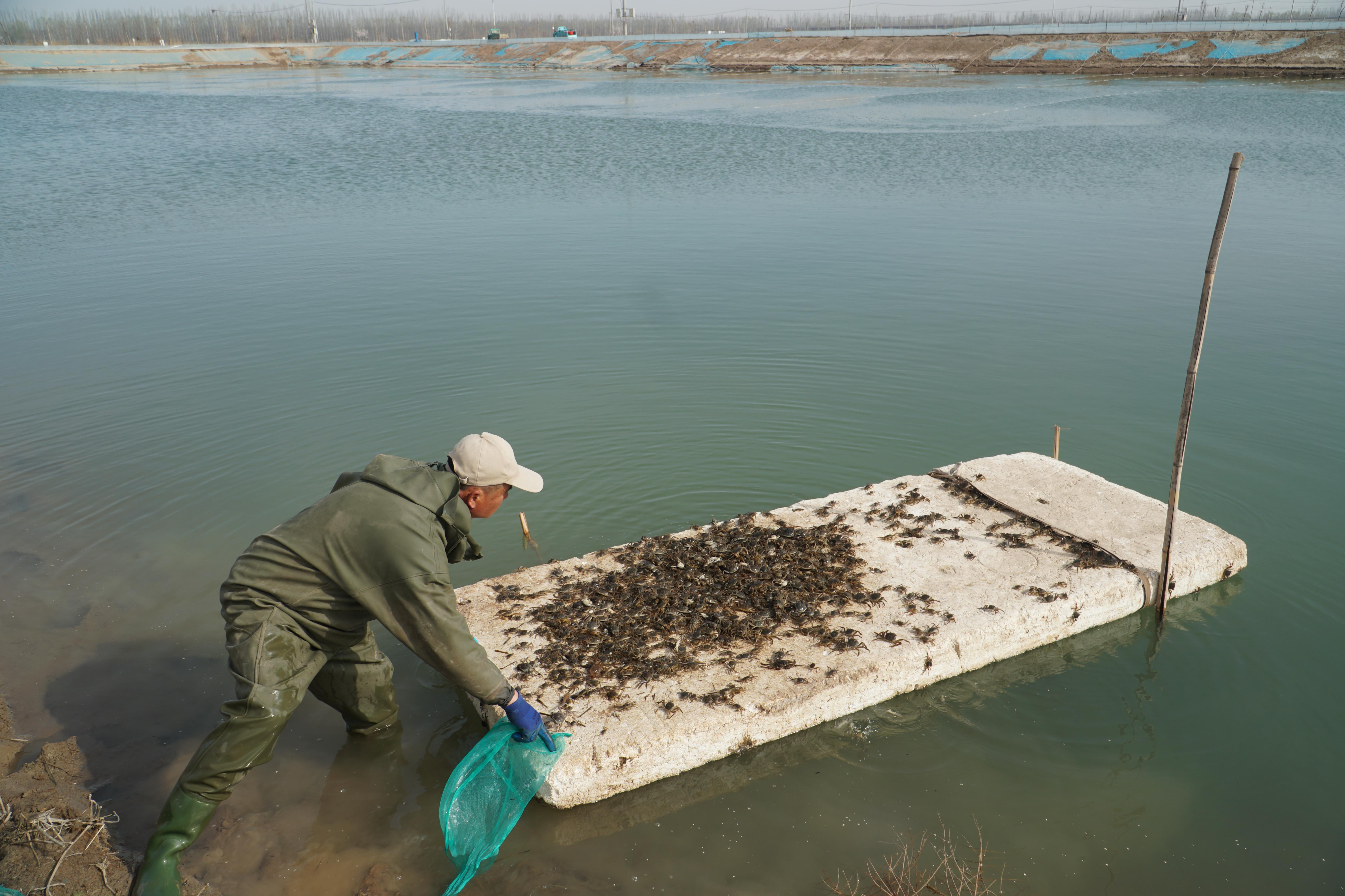 区媒看银川丨银川市渔业稳产提质再造10亿元产业(图1)