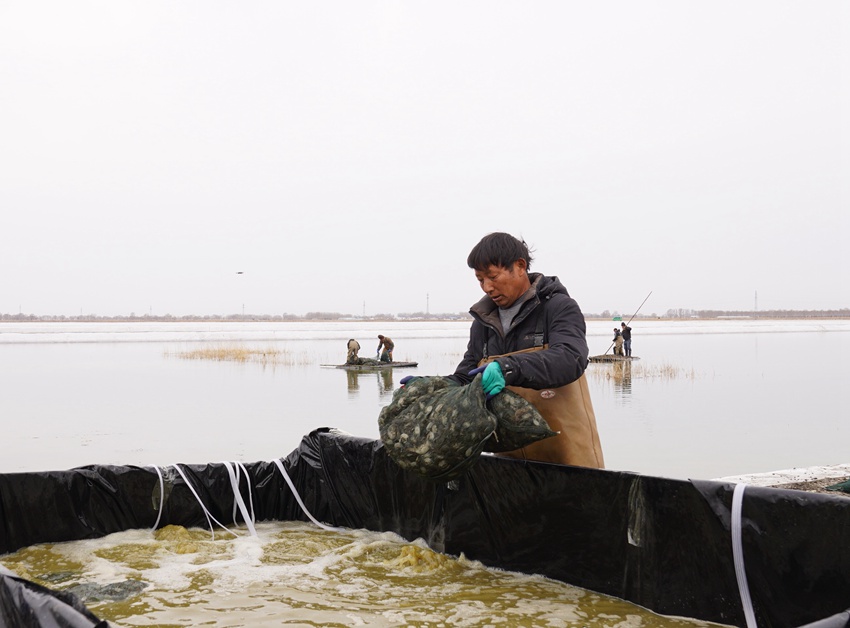 吉林镇赉：科技赋能蟹业提质精养深耕振兴之路(图4)