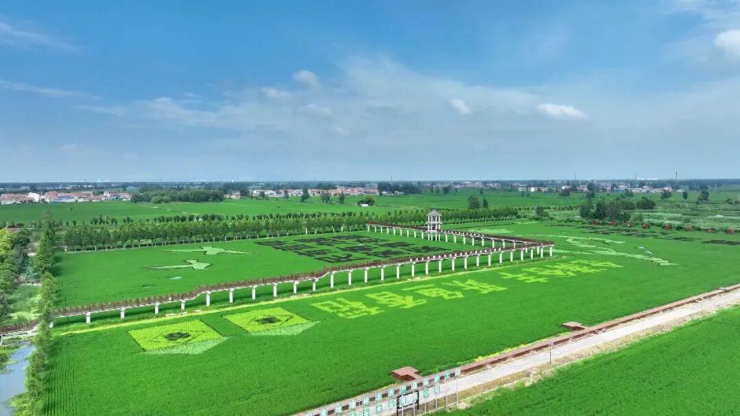 曾经的塌陷地现在的“网红打卡地”——济宁这波“湿地逆袭”我给满分(图4)