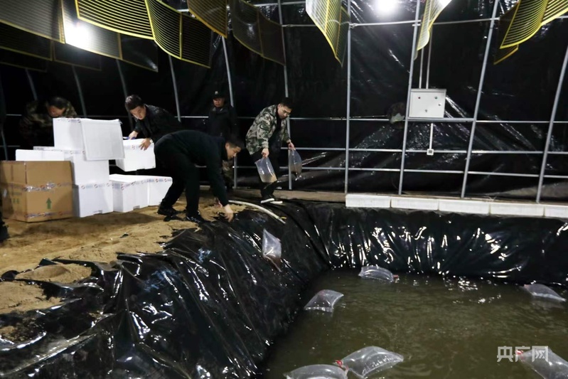 280万尾小龙虾安家鹤岗培育养殖致富新引擎(图1)