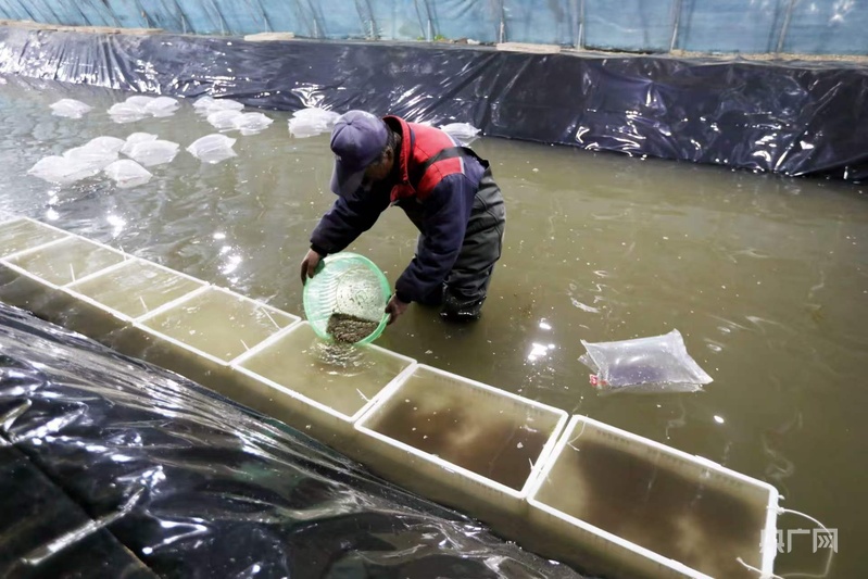 280万尾小龙虾安家鹤岗培育养殖致富新引擎(图2)