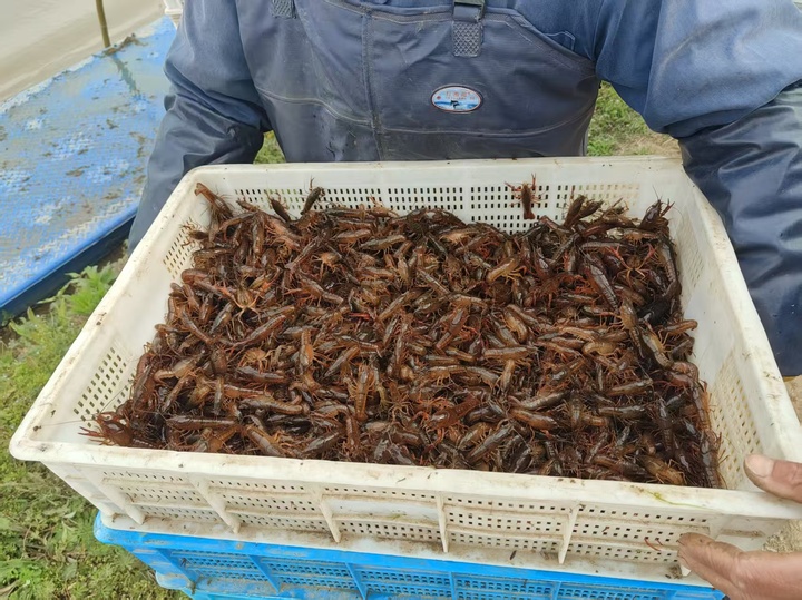 kaiyun入口：【开局之年看中国·遇见不一样的江苏】全国抢养龙虾江苏靠什么打赢品牌战？(图3)